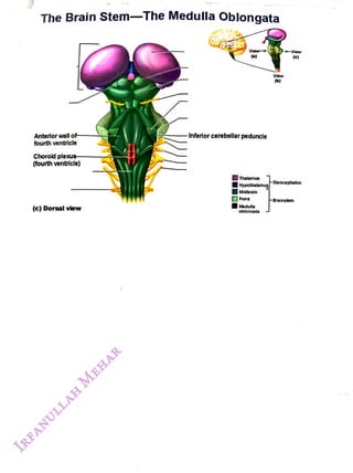 The Brain Stem-The MedullaOblongata
<br>
Anterior wall of
<br>
fourth ventricle
<br>
Choroid plexus
<br>
(fourth ventricle)
<br>
(c) Dorsal view
<br>
View
<br>
(a)
<br>
- Inferior cerebellar peduncle
<br>
Thalamus
<br>
Hypothalamus
<br>
Midbrain
<br>
Pons
<br>
Aledulla
<br>
oblonaata
<br>
View
<br>
(b)
<br>
-Vlew
<br>
(e)
<br>
FDiencephalon
<br>
-Brainstern
<br>
 