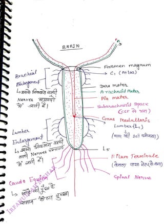 Bracheal
<br>
Neves SUK
<br>
Lumbe
<br>
Blagement
<br>
BRAIN
<br>
ars
Nehwes yai
<br>
Caudo
Equng
<br>
Foramen magum
<br>
C) (At las)
<br>
Duha ates
<br>
Arachnid Mate
<br>
Pia maten
<br>
SubaaehnedSpace
<br>
CcSE RI)
<br>
Conus
heeularis
<br>
Lumberfi)
<br>
(a3R
<br>
Fum Teminle
<br>
Spinal Neue
<br>
 