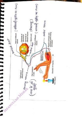 Root
<br>
Axon
of
Afferent
<br>
neuron
<br>
Cell
body
of
<br>
interneuron
<br>
Cell
body
of
<br>
afferent
neuron
<br>
Cell
body
of
<br>
Efferent
neuro
<br>
Sensy
<br>
-Spinal
cord
<br>
yeutral
Rost
<br>
(
suEt
gi
Axn)
<br>
-Axon
of
Efferent
<br>
neuron
<br>
Pain
receptors
<br>
in
skin
<br>
motor
Nere
<br>
Dendrite
of
<br>
afferent
neuron
<br>
withdrawn
parts
being
<br>
Muscle
contracts
and
<br>
stimulated
<br>
Direction
of
impulse
<br>
Hot
Object
<br>
 