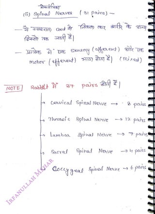 NOTE
<br>
(i) Spínal Nevea (31paire)
<br>
Sensoy
<br>
moter (teret)
<br>
Ccouical Spinal Neve
<br>
Thaoi c
&pinal Nehve
<br>
Lumb as
oinal Neve
<br>
Saeyal Spinal
<br>
Neve
<br>
(mixed)
<br>
pais
<br>
pahs
<br>
doceal Spined Nenve
6 pans
<br>
 