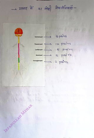 3)
<br>
Cervical part
<br>
Thoracic part
<br>
Lumbar part
<br>
Sacral part
<br>
Coccygeal part
<br>
12 purs
<br>
5paurs
<br>
pars
<br>
 