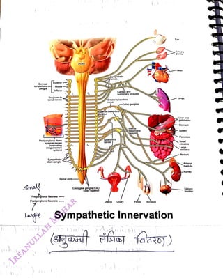 Cervical
<br>
sympathetic.
<br>
ganglia
<br>
Superior
<br>
Smal
<br>
Middle
<br>
Inferior
<br>
Gray rami to
<br>
spinal nerves
<br>
Postganglionic fibers
<br>
to spinal nerves
<br>
(innervating
<br>
integumentary
<br>
system)
<br>
Sympathetic
<br>
chain ganglia
<br>
Preganglionic Neurons
<br>
Postganglionic Neurons
<br>
T,
<br>
Spinal cord
<br>
PONS
<br>
T,
<br>
Sympathetic
<br>
Coccygeal ganglia (Co,)
<br>
fused together
<br>
nerves
<br>
Greater splanchnic
<br>
nerve
<br>
(Superior mesenteric
<br>
ganglion
<br>
Cardiac and
<br>
pulmonary plexuses
<br>
Splanchnic
<br>
nerves
<br>
Uterus
<br>
-Celiac ganglion
<br>
Ovary
<br>
Inferior
<br>
mesenteric
<br>
ganglion,
<br>
Scrotum
<br>
Lange Sympathetic Innervation
<br>
Eye
<br>
Salvary
<br>
glands
<br>
Heart
<br>
Lungs
<br>
Liver and
<br>
gallbladder
<br>
Stomach
<br>
Spleen
<br>
Pancreas
<br>
Small
<br>
intestine
<br>
Large
<br>
intestine
<br>
Rectum
<br>
Adrenal
<br>
medulla
<br>
Kidney
<br>
Urinary
<br>
bladder
<br>
 