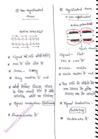 O Non- myelinated
<br>
ANS
<br>
Axm
<br>
Aetin Poten tal
<br>
matter +t
<br>
Shal conduciom-Cmtinova
<br>
myelinated Axo
<br>
t non-mitelnateol
<br>
Acticn potetiad
<br>
Colou
<br>
hijelin sheat
<br>
Signal- Fast
<br>
wile
<br>
À
White Matter tt
<br>
Spnal Gnducioy
<br>
Aatatog)
<br>
X Vedebr atee
<br>
 