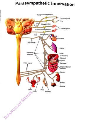 Parasympathetic Innervation
<br>
Autonomic
<br>
plexuses
<br>
Pelvic nerves
<br>
NX(Vagus)
<br>
Uterus
<br>
N
Y ciiary ganglion
<br>
N VI
<br>
Submandibular ganglion
<br>
N IX
<br>
Pterygopalatine ganglion
<br>
Ovay
<br>
Otic ganglion
<br>
Penis
<br>
Scrotum
<br>
Lacrimal gland
<br>
Eye
<br>
Salivary glands
<br>
Heart
<br>
Lungs
<br>
-Liver
<br>
-Gallbladder
<br>
-Stomach
<br>
-Spleen
<br>
Pancreas
<br>
Large and small
<br>
intestine
<br>
Rectum
<br>
Kidney
<br>
Bladder
<br>
 