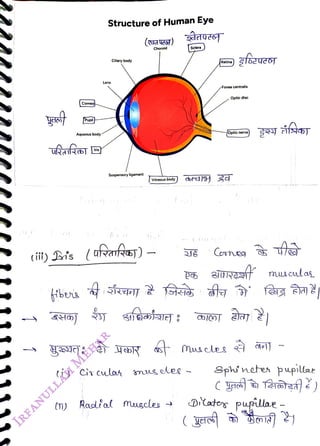 Cornea
<br>
Pupil
<br>
Aqueous body
<br>
fbens
<br>
Iris
<br>
Structure of Human Eye
<br>
Lens
<br>
Cilary body
<br>
Suspensory ligament
<br>
tiy Dis (afrafra)
<br>
(i) C
culas
<br>
() Raclal
<br>
Chorold
<br>
Vitreous body
<br>
-
<br>
muscles
<br>
| Sclera
<br>
Retina
<br>
gfozvesy
<br>
Foveacentralis
<br>
Musle
<br>
Optic disc
<br>
/Optic nerve)
<br>
Sphineter pupilae
<br>
C yoaá
ar@a )
<br>
D
ates pupllae
<br>
 