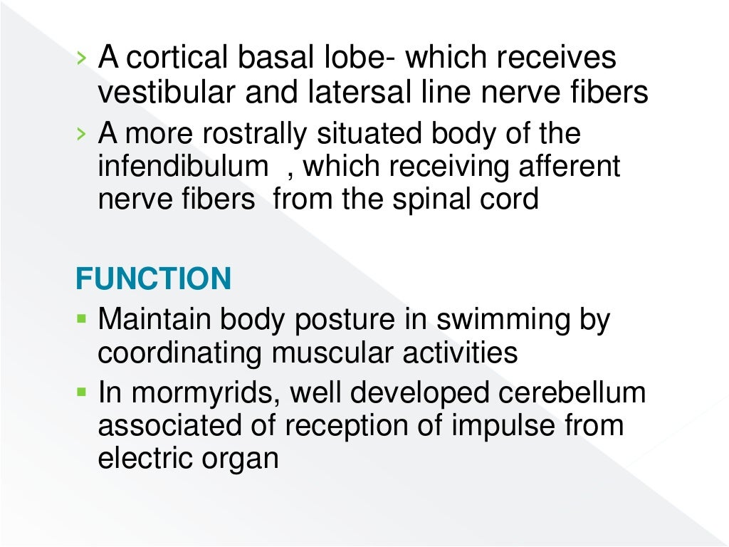 Nervous system of fishes