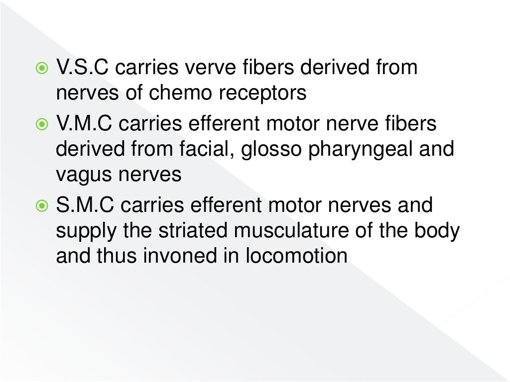 Nervous system of fishes