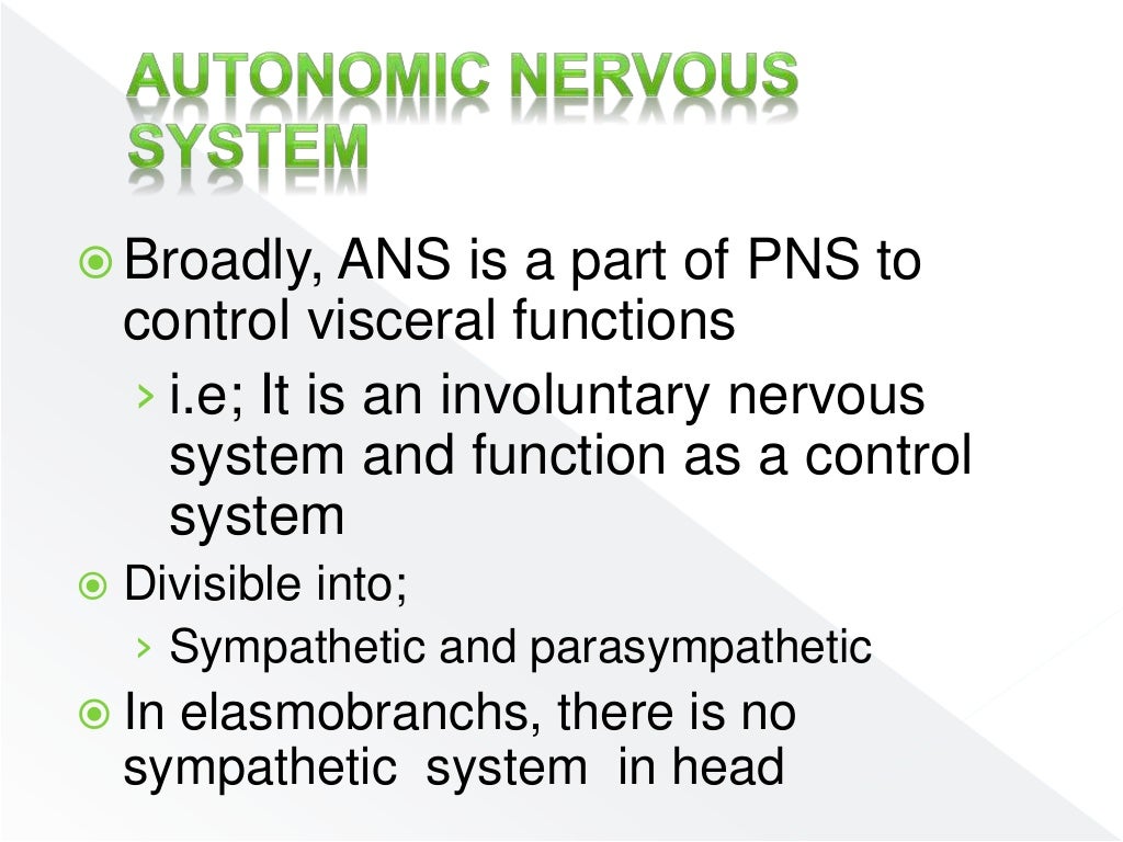 Nervous system of fishes