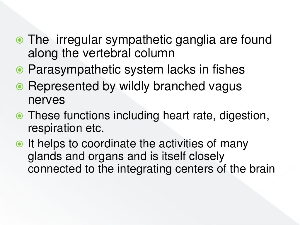 Nervous system of fishes