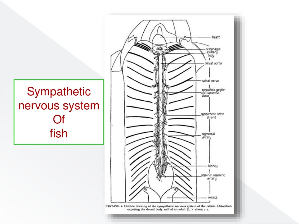 Nervous system of fishes