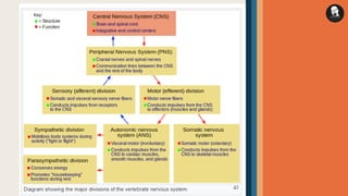Human Nervous system - Structure and Function of Neuron | PDF