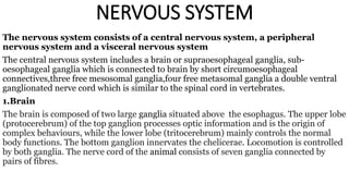 NERVOUS SYSTEM
The nervous system consists of a central nervous system, a peripheral
nervous system and a visceral nervous system
The central nervous system includes a brain or supraoesophageal ganglia, sub-
oesophageal ganglia which is connected to brain by short circumoesophageal
connectives,three free mesosomal ganglia,four free metasomal ganglia a double ventral
ganglionated nerve cord which is similar to the spinal cord in vertebrates.
1.Brain
The brain is composed of two large ganglia situated above the esophagus. The upper lobe
(protocerebrum) of the top ganglion processes optic information and is the origin of
complex behaviours, while the lower lobe (tritocerebrum) mainly controls the normal
body functions. The bottom ganglion innervates the chelicerae. Locomotion is controlled
by both ganglia. The nerve cord of the animal consists of seven ganglia connected by
pairs of fibres.
 