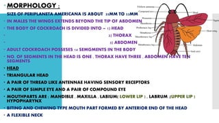 MORPHOLOGY ;
 SIZE OF PERIPLANETA AMERICANA IS ABOUT 35MM TO 53MM .
 IN MALES THE WINGS EXTENDS BEYOND THE TIP OF ABDOMEN
 THE BODY OF COCKROACH IS DIVIDED INTO – 1) HEAD
 2) THORAX
 3) ABDOMEN
 ADULT COCKROACH POSSESES 14 SEMGMENTS IN THE BODY
 NO. OF SEGMENTS IN THE HEAD IS ONE , THORAX HAVE THREE , ABDOMEN HAVE TEN
SEGMENTS
 HEAD
 TRIANGULAR HEAD
 A PAIR OF THREAD LIKE ANTENNAE HAVING SENSORY RECEPTORS
 A PAIR OF SIMPLE EYE AND A PAIR OF COMPOUND EYE
 MOUTHPARTS ARE ; MANDIBLE , MAXILLA , LABIUM( LOWER LIP ) , LABRUM ,(UPPER LIP )
HYPOPHARYNX
 BITING AND CHEWING TYPE MOUTH PART FORMED BY ANTERIOR END OF THE HEAD
 A FLEXIBLE NECK
 