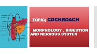  TOPIC; COCKROACH
MORPHOLOGY , DIGESTION
AND NERVOUS SYSTEN
 