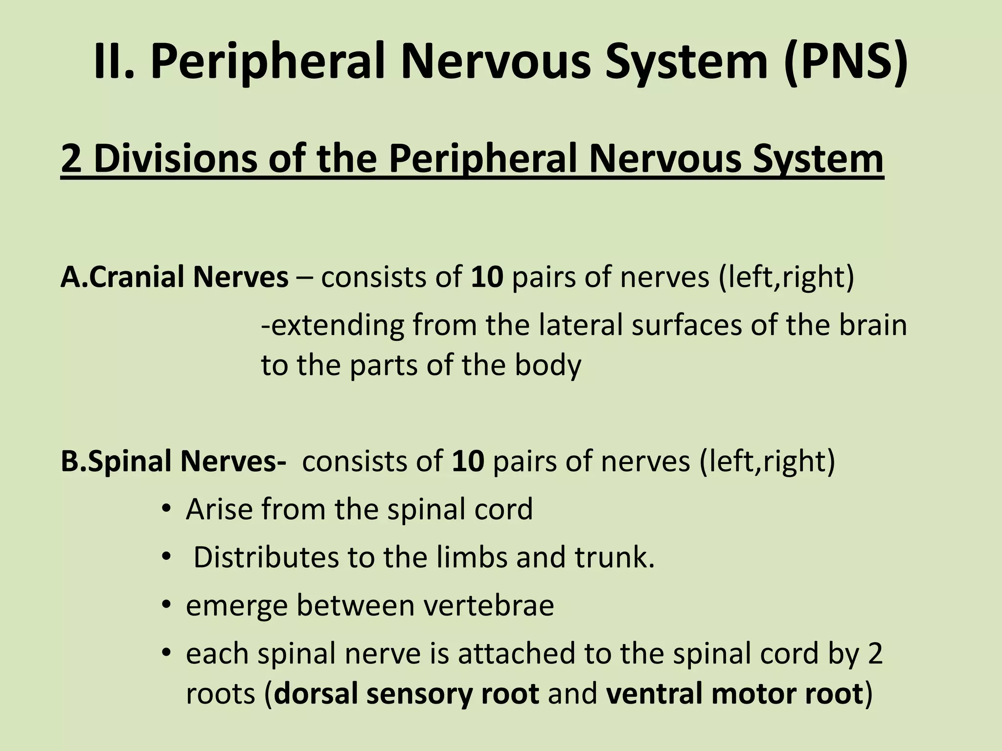 II. Peripheral Nervous System (PNS)2 Divisions of the Peripheral Nervous SystemA.CranialNerves – consists of 10 pairs of nerves (left,right)			-extending from the lateral surfaces of the brain 		to the parts of the body B.SpinalNerves-  consists of 10pairs of nerves (left,right)Arise from the spinal cord Distributes to the limbs and trunk.emerge between vertebrae each spinal nerve is attached to the spinal cord by 2 roots (dorsal sensory root and ventral motor root)