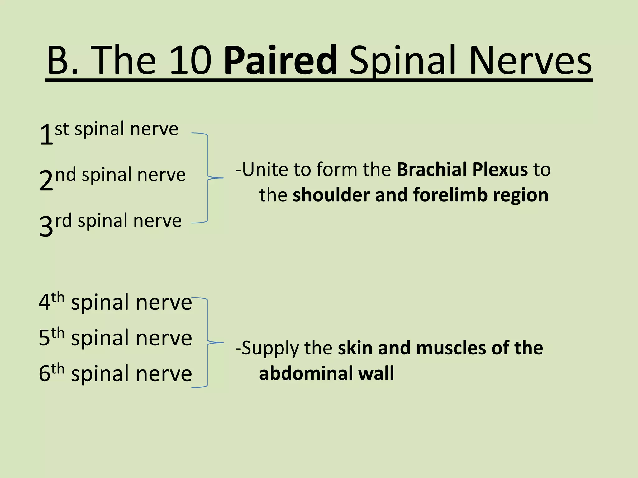 B. The 10 Paired Spinal Nerves1st spinal nerve2nd spinal nerve3rd spinal nerve4th spinal nerve5th spinal nerve6th spinal nerve-Unite to form the Brachial Plexus to the shoulder and forelimb region-Supply the skin and muscles of the abdominal wall