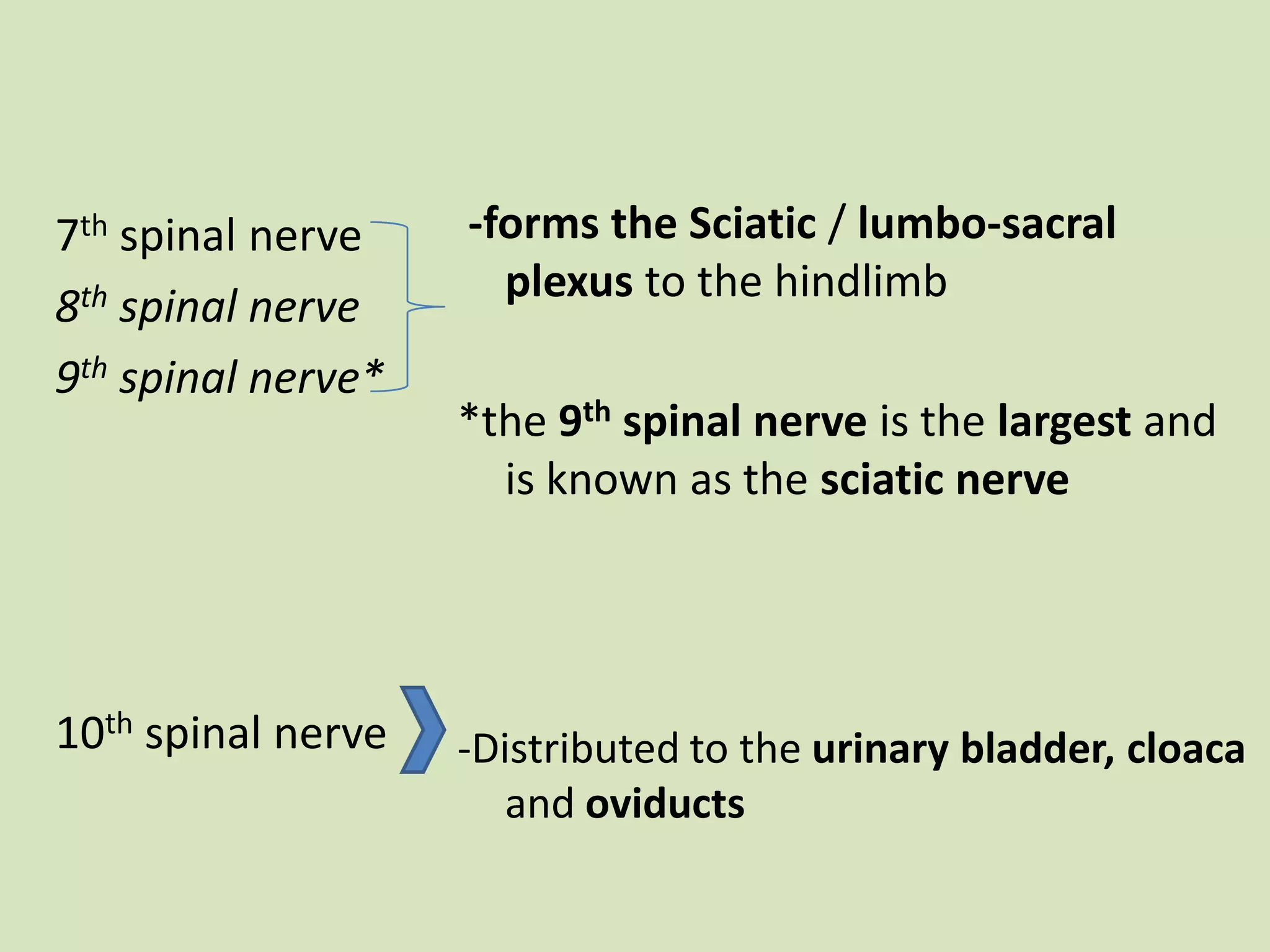  -forms the Sciatic / lumbo-sacral plexus to the hindlimb*the 9th spinal nerve is the largest and is known as the sciatic nerve-Distributed to the urinary bladder, cloacaand oviducts7th spinal nerve8th spinal nerve9th spinal nerve*10th spinal nerve