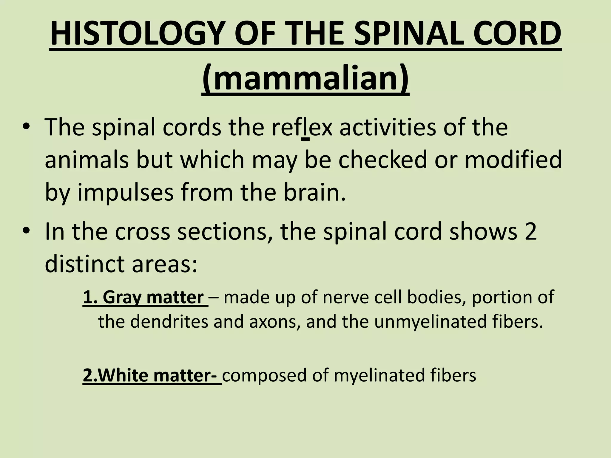 HISTOLOGY OF THE SPINAL CORD(mammalian) The spinal cords the reflex activities of the animals but which may be checked or modified by impulses from the brain.In the cross sections, the spinal cord shows 2 distinct areas:1. Gray matter – made up of nerve cell bodies, portion of the dendrites and axons, and the unmyelinated fibers.2.White matter- composed of myelinated fibers