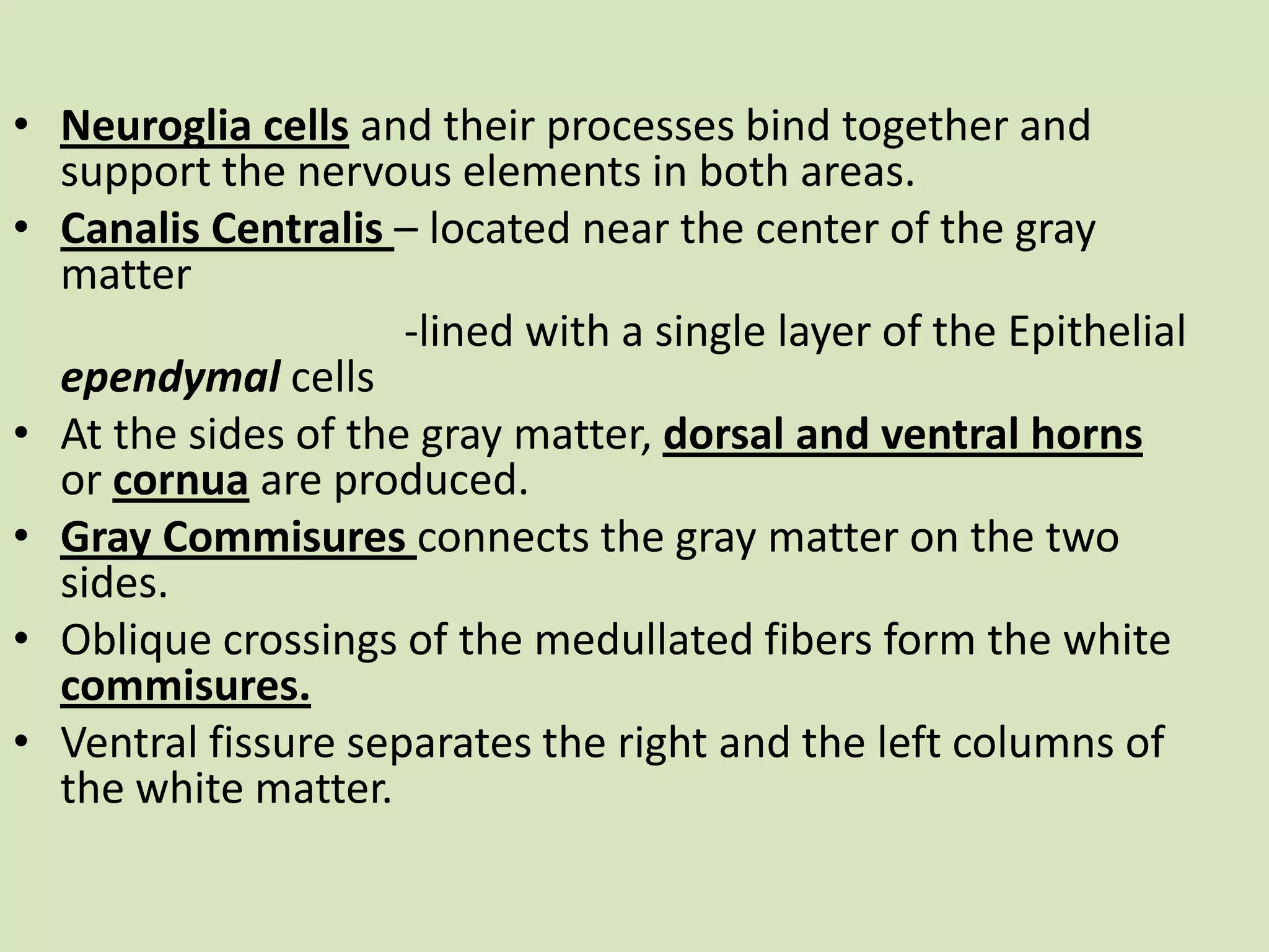 Neurogliacells and their processes bind together and support the nervous elements in both areas.CanalisCentralis– located near the center of the gray matter				 -lined with a single layer of the EpithelialependymalcellsAt the sides of the gray matter, dorsal and ventral hornsor cornua are produced.Gray Commisuresconnects the gray matter on the two sides.Oblique crossings of the medullated fibers form the white commisures.Ventral fissure separates the right and the left columns of the white matter.