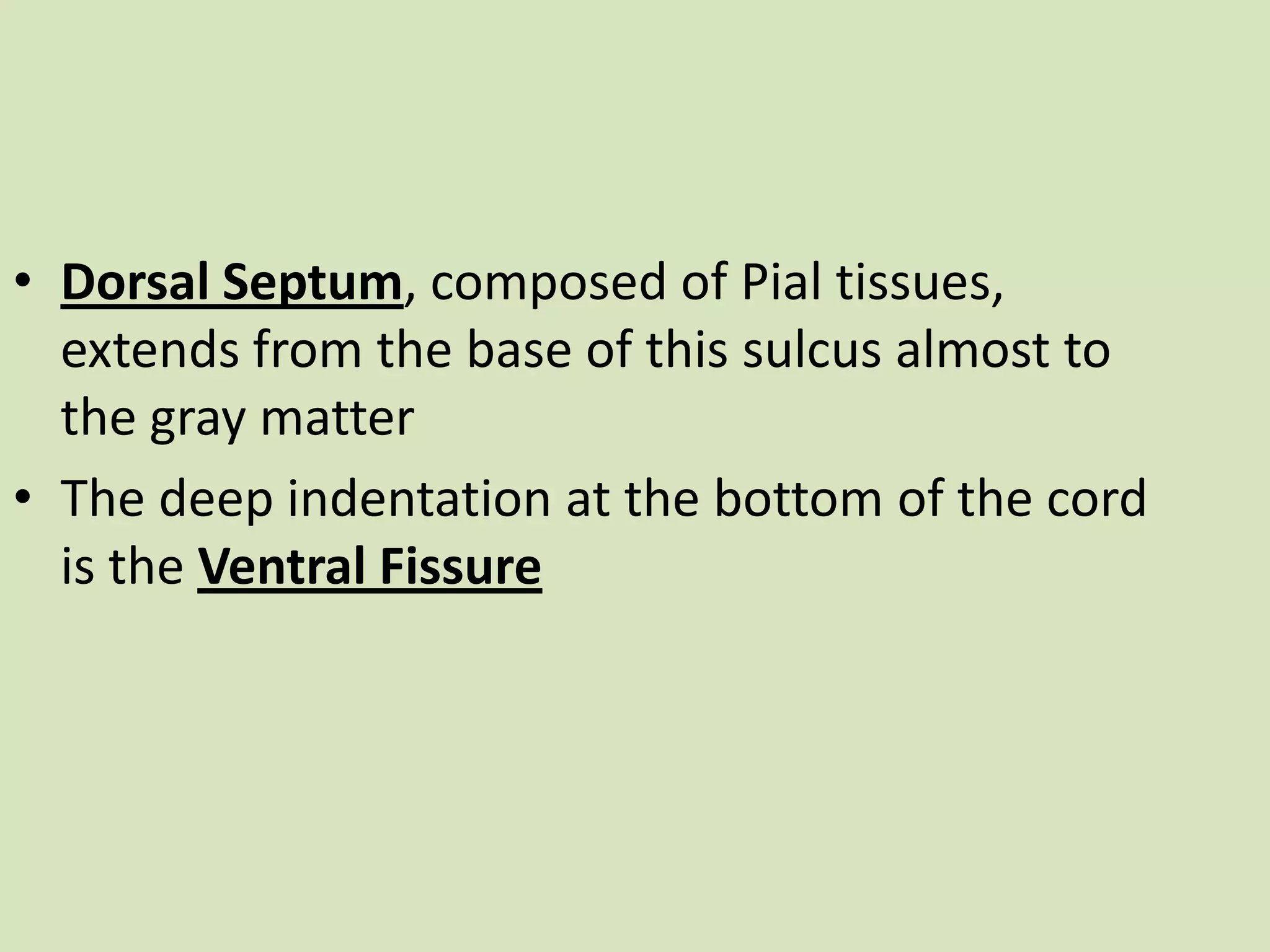 Dorsal Septum, composed of Pial tissues, extends from the base of this sulcus almost to the gray matterThe deep indentation at the bottom of the cord is the Ventral Fissure