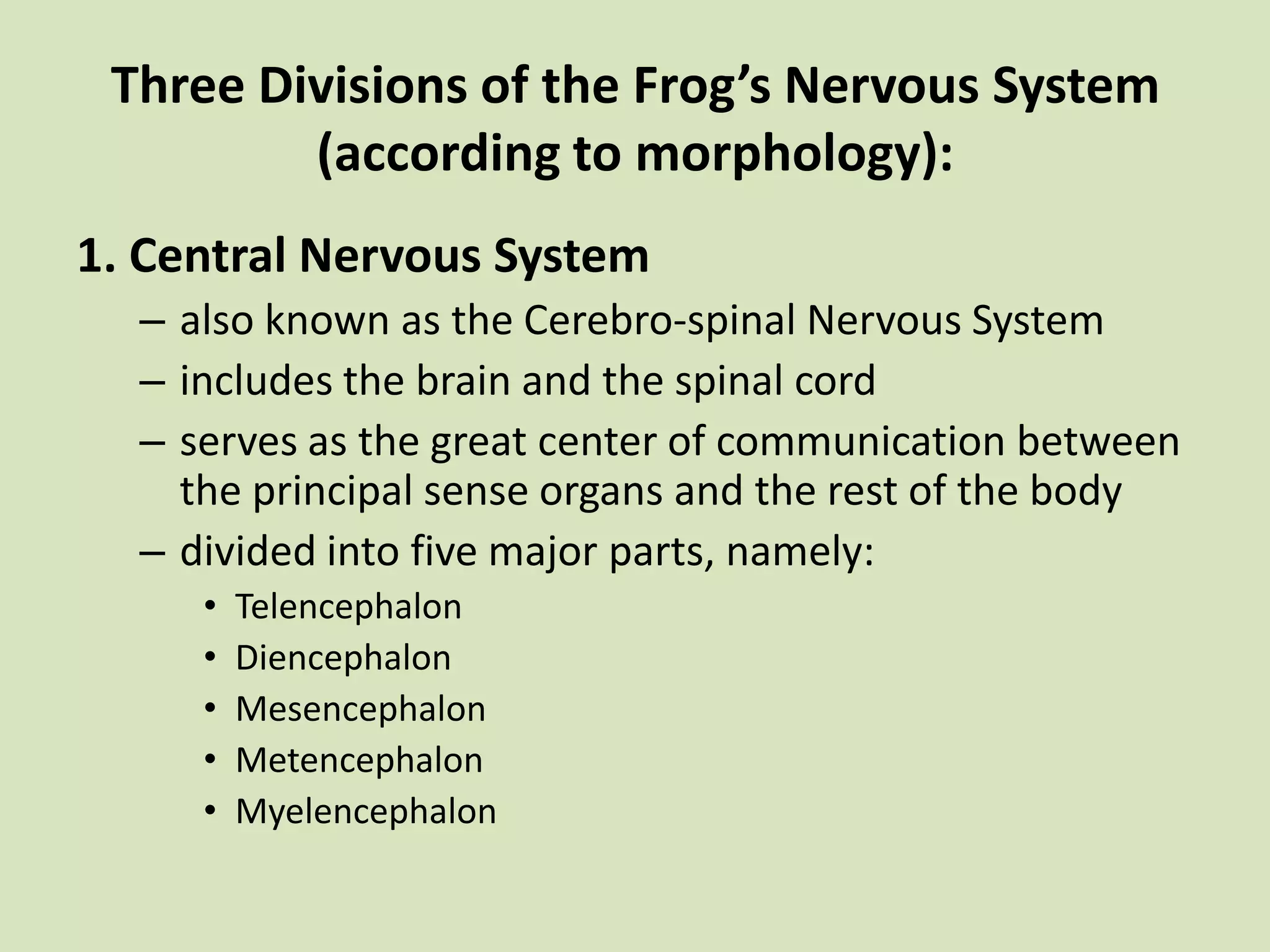 Three Divisions of the Frog’s Nervous System (according to morphology): 1. Central Nervous Systemalso known as the Cerebro-spinal Nervous Systemincludes the brain and the spinal cordserves as the great center of communication between the principal sense organs and the rest of the bodydivided into five major parts, namely:TelencephalonDiencephalonMesencephalonMetencephalonMyelencephalon