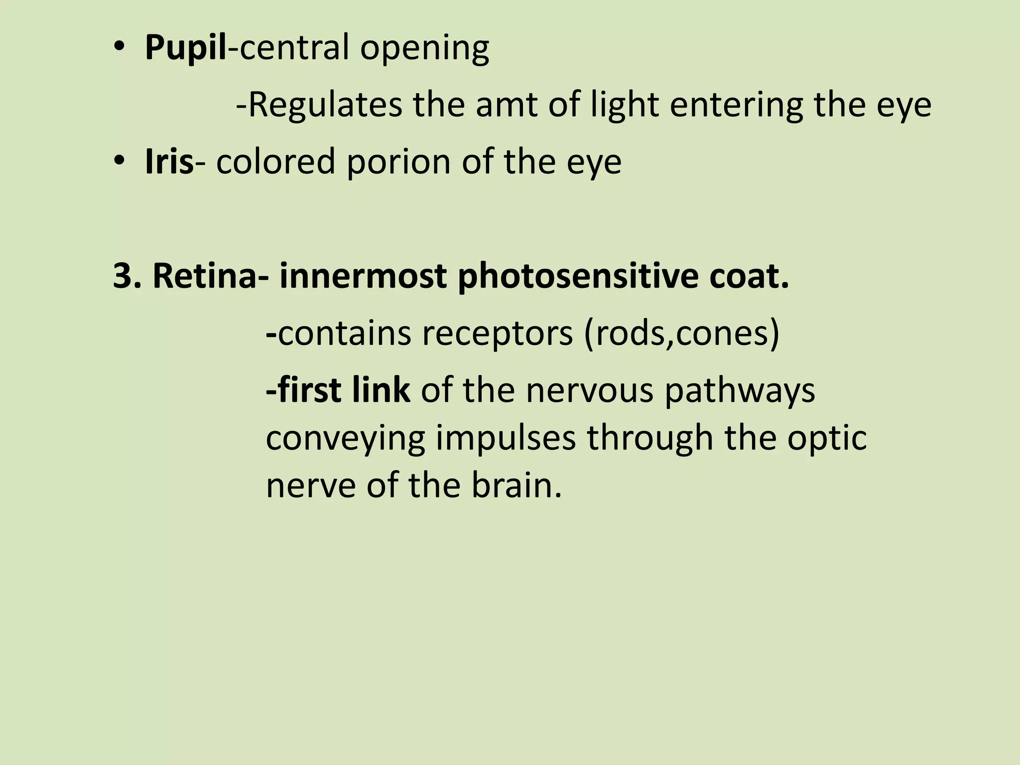 Pupil-central opening		        -Regulates the amt of light entering the eyeIris- colored porion of the eye3. Retina- innermost photosensitive coat.		-contains receptors (rods,cones)		-first link of the nervous pathways 			conveying impulses through the optic 			nerve of the brain.