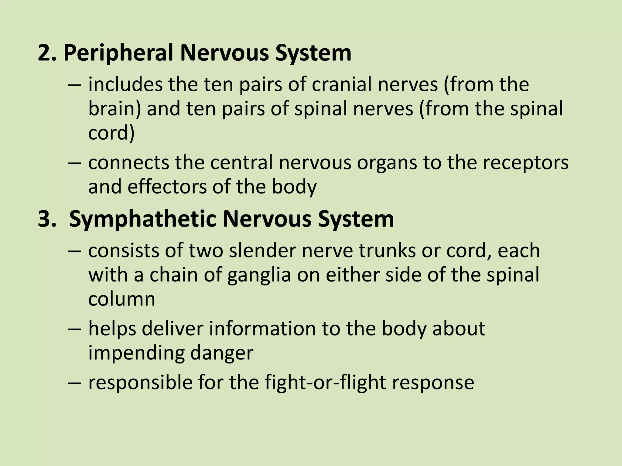 2. Peripheral Nervous Systemincludes the ten pairs of cranial nerves (from the brain) and ten pairs of spinal nerves (from the spinal cord)connects the central nervous organs to the receptors and effectors of the body3.  SymphatheticNervous Systemconsists of two slender nerve trunks or cord, each with a chain of ganglia on either side of the spinal columnhelps deliver information to the body about impending dangerresponsible for the fight-or-flight response