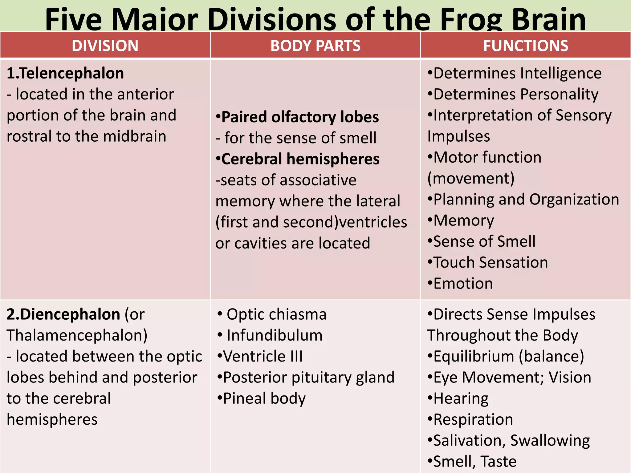Five Major Divisions of the Frog BrainA