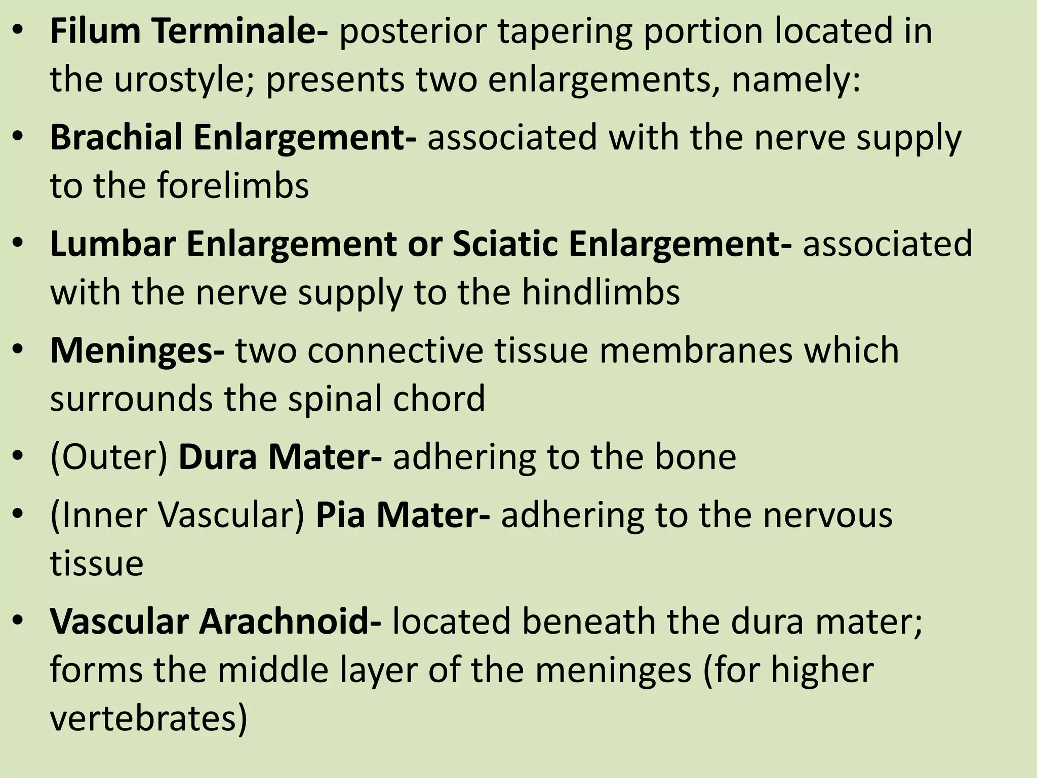 FilumTerminale- posterior tapering portion located in the urostyle; presents two enlargements, namely:Brachial Enlargement- associated with the nerve supply to the forelimbsLumbar Enlargement or Sciatic Enlargement- associated with the nerve supply to the hindlimbsMeninges- two connective tissue membranes which surrounds the spinal chord(Outer) Dura Mater- adhering to the bone(Inner Vascular) Pia Mater- adhering to the nervous tissueVascular Arachnoid- located beneath the dura mater; forms the middle layer of the meninges (for higher vertebrates) 