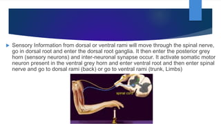  Sensory Information from dorsal or ventral rami will move through the spinal nerve,
go in dorsal root and enter the dorsal root ganglia. It then enter the posterior grey
horn (sensory neurons) and inter-neuronal synapse occur. It activate somatic motor
neuron present in the ventral grey horn and enter ventral root and then enter spinal
nerve and go to dorsal rami (back) or go to ventral rami (trunk, Limbs)
 