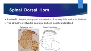 Spinal Dorsal Horn
 Involved in the processing and transmission of sensory information to the brain
 The circuitry involved is complex and still poorly understood
 