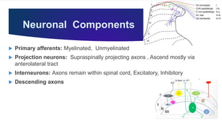 Neuronal Components
 Primary afferents: Myelinated, Unmyelinated
 Projection neurons: Supraspinally projecting axons , Ascend mostly via
anterolateral tract
 Interneurons: Axons remain within spinal cord, Excitatory, Inhibitory
 Descending axons
 