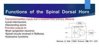 Functions of the Spinal Dorsal Horn
Transmits/modifies inputs that it receives from primary afferents
•Local interneurons
•Descending axons
Provides outputs to
•Brain (projection neurons)
•Spinal circuits involved in Reflexes,
•Autonomic functions
Melzack & Wall (1965) Science 150 971-‐-979
 