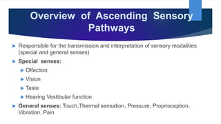 Overview of Ascending Sensory
Pathways
 Responsible for the transmission and interpretation of sensory modalities
(special and general senses)
 Special senses:
 Olfaction
 Vision
 Taste
 Hearing Vestibular function
 General senses: Touch,Thermal sensation, Pressure, Proprioception,
Vibration, Pain
 