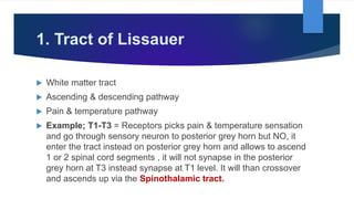 1. Tract of Lissauer
 White matter tract
 Ascending & descending pathway
 Pain & temperature pathway
 Example; T1-T3 = Receptors picks pain & temperature sensation
and go through sensory neuron to posterior grey horn but NO, it
enter the tract instead on posterior grey horn and allows to ascend
1 or 2 spinal cord segments , it will not synapse in the posterior
grey horn at T3 instead synapse at T1 level. It will than crossover
and ascends up via the Spinothalamic tract.
 
