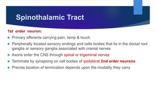 Spinothalamic Tract
1st order neuron:
 Primary afferents carrying pain, temp & touch
 Peripherally located sensory endings and cells bodies that lie in the dorsal root
ganglia or sensory ganglia associated with cranial nerves
 Axons enter the CNS through spinal or trigeminal nerves
 Terminate by synapsing on cell bodies of ipsilateral 2nd order neurons
 Precise location of termination depends upon the modality they carry
 