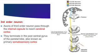 3rd order neuron:
 Axons of third order neuron pass through
the internal capsule to reach cerebral
cortex
 They terminate in the post central gyrus
of the parietal lobe, also known as
primary somatosensory cortex
 
