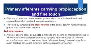 Primary afferents carrying propioception
and fine touch
 Fibers from trunk and limbs ascend ipsilaterally in the spinal cord as dorsal
column (fasciculus gracilis & fasciculus cuneatus)
 They end by synapsing 2nd order neurons in the dorsal column nuclei (nucleus
gracilis and cuneatus) of medulla
2nd order neuron:
 Axons of second order decussate in medulla and ascend as medial leminiscus to
VP nucleus of contralateral thalamus to synapse with cell bodies of 3rd order
neuron 3rd order neuron: Axons of these cells pass through internal capsule to
reach cerebral cortex and terminate in the somatosensory cortex
 
