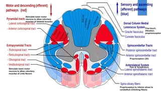 Fine touch,
Vibration,
proprioreception
Stimulate lower motor
neurons to allow voluntary
muscles of skeletal muscles
Stimulate lower motor
neurons to allow voluntary
muscles of Limb flexors
Proprioception (3D)
Proprioception to inferior olives to
cerebellum (Climbing fibers)
Pain & Temperature
 