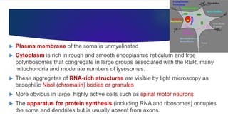  Plasma membrane of the soma is unmyelinated
 Cytoplasm is rich in rough and smooth endoplasmic reticulum and free
polyribosomes that congregate in large groups associated with the RER, many
mitochondria and moderate numbers of lysosomes.
 These aggregates of RNA-rich structures are visible by light microscopy as
basophilic Nissl (chromatin) bodies or granules
 More obvious in large, highly active cells such as spinal motor neurons
 The apparatus for protein synthesis (including RNA and ribosomes) occupies
the soma and dendrites but is usually absent from axons.
 