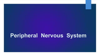 Peripheral Nervous System
 