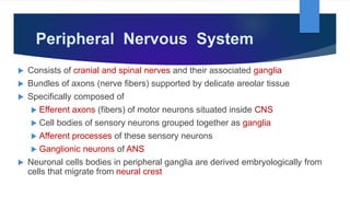Peripheral Nervous System
 Consists of cranial and spinal nerves and their associated ganglia
 Bundles of axons (nerve fibers) supported by delicate areolar tissue
 Specifically composed of
 Efferent axons (fibers) of motor neurons situated inside CNS
 Cell bodies of sensory neurons grouped together as ganglia
 Afferent processes of these sensory neurons
 Ganglionic neurons of ANS
 Neuronal cells bodies in peripheral ganglia are derived embryologically from
cells that migrate from neural crest
 