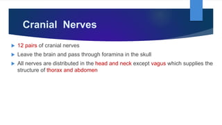 Cranial Nerves
 12 pairs of cranial nerves
 Leave the brain and pass through foramina in the skull
 All nerves are distributed in the head and neck except vagus which supplies the
structure of thorax and abdomen
 