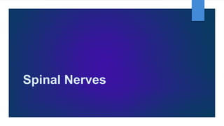 Spinal Nerves
 