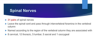 Spinal Nerves
 31 pairs of spinal nerves
 Leave the spinal cord and pass through intervertebral foramina in the vertebral
column
 Named according to the region of the vertebral column they are associated with
 8 cervical, 12 thoracic, 5 lumbar, 5 sacral and 1 coccygeal
 