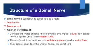 Structure of a Spinal Nerve
 Spinal nerve is connected to spinal cord by 2 roots
1. Anterior root
2. Posterior root
1. Anterior (ventral) root:
 Consists of bundles of nerve fibers carrying nerve impulses away from central
nervous system (also called efferent fibers)
 Those efferent fibers that innervate skeletal muscles are called motor fibers
 Their cells of origin lie in the anterior horn of the spinal cord
 