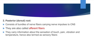 2. Posterior (dorsal) root:
 Consists of bundles of nerve fibers carrying nerve impulses to CNS
 They are also called afferent fibers
 They carry information about the sensation of touch, pain, vibration and
temperature, hence also termed as sensory fibers
 