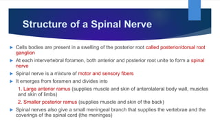 Structure of a Spinal Nerve
 Cells bodies are present in a swelling of the posterior root called posterior/dorsal root
ganglion
 At each intervertebral foramen, both anterior and posterior root unite to form a spinal
nerve
 Spinal nerve is a mixture of motor and sensory fibers
 It emerges from foramen and divides into
1. Large anterior ramus (supplies muscle and skin of anterolateral body wall, muscles
and skin of limbs)
2. Smaller posterior ramus (supplies muscle and skin of the back)
 Spinal nerves also give a small meningeal branch that supplies the vertebrae and the
coverings of the spinal cord (the meninges)
 