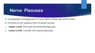 Nerve Plexuses
 Complicated arrangement of nerve fibers at the root of the limbs
 Formed by the anterior rami of spinal nerves
1. Upper Limb: Cervical and brachial plexuses
2. Lower Limb: Lumbar and sacral plexuses
 