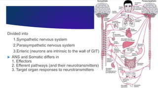 Divided into
1.Sympathetic nervous system
2.Parasympathetic nervous system
3.Enteric (neurons are intrinsic to the wall of GIT)
 ANS and Somatic differs in
1. Effectors
2. Efferent pathways (and their neurotransmitters)
3. Target organ responses to neurotransmitters
 